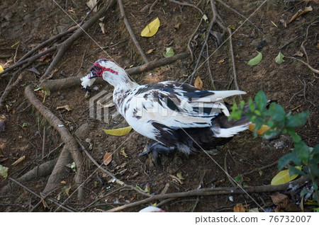 Muscovy duck (Okinawa) 76732007