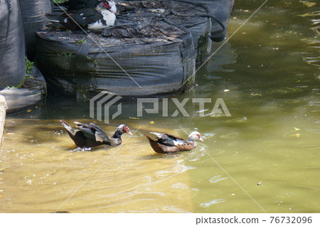 番鴨（沖繩） 76732096