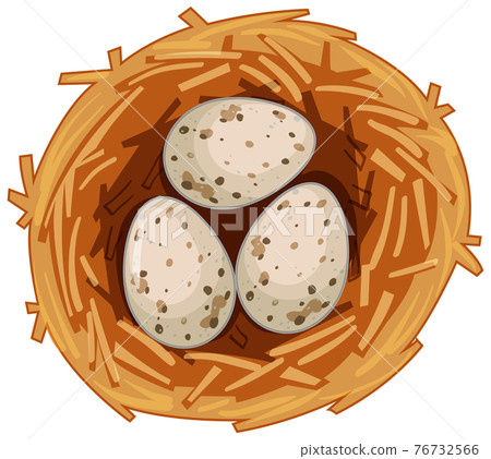 Many eggs of bird on the nest isolated on white background Many eggs of bird on the nest isolated on white background 76732566