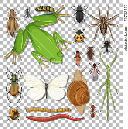 Set of different insects on transparent background Set of different insects on transparent background 76732572
