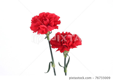 Red carnation on white background 76733009