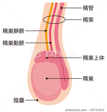 Testicle structure - Stock Illustration [76733023] - PIXTA