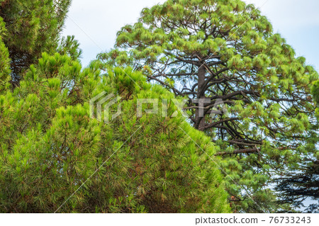 Green pine tree with long needles on a background of cloudy sky. Freshness, nature, concept. Pinus pinea 76733243