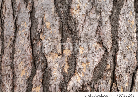 Bark texture and background of a old fir tree trunk 76733245