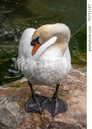 Graceful white Swan with a red beak stands on the bank of a pond Graceful white Swan with a red beak stands on the bank of a pond 76733247