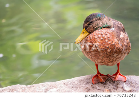 Beautiful duck, Common pochard mfeale, Aythya ferina, sits on the pond shore. Beautiful duck, Common pochard mfeale, Aythya ferina, sits on the pond shore. 76733248
