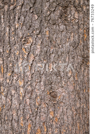 The bark of an Atlas cedar, Cedrus atlantica. Bark texture and background of a old fir tree trunk 76733249