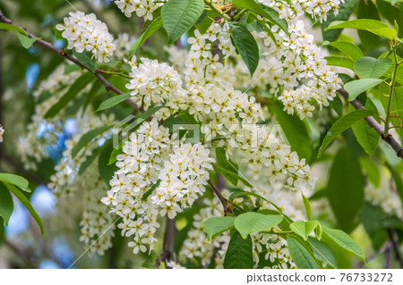White flowers blooming bird cherry. Close-up of a Flowering Prunus padus Tree with White Little Blossoms 76733272