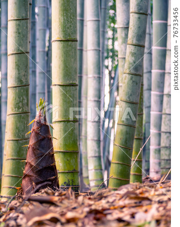 Bamboo shoots growing in bamboo grove Bamboo shoots growing in bamboo grove 76733456