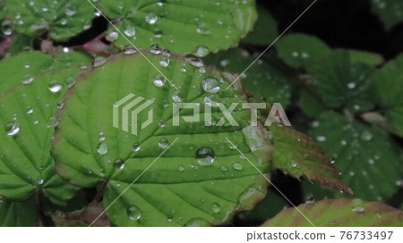 Corylopsis pauciflora leaves with water droplets Corylopsis pauciflora leaves with water droplets 76733497
