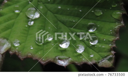 Corylopsis pauciflora leaves with water droplets Corylopsis pauciflora leaves with water droplets 76733500