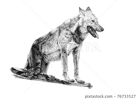 Hand drawn wolf, sketch graphics monochrome illustration Hand drawn wolf, sketch graphics monochrome illustration 76733527