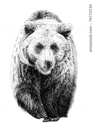 Hand drawn bear, sketch graphics monochrome illustration on white background (originals, no tracing) Hand drawn bear, sketch graphics monochrome illustration on white background (originals, no tracing) 76733530