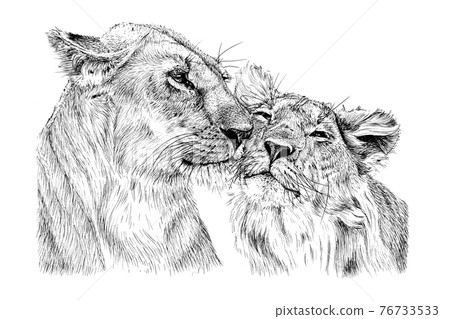 Hand drawn two love lion, sketch graphics monochrome illustration Hand drawn two love lion, sketch graphics monochrome illustration 76733533