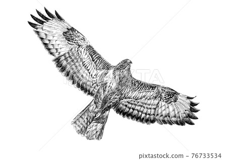 Hand drawn Common Buzzard hawk, sketch graphics monochrome illustration Hand drawn Common Buzzard hawk, sketch graphics monochrome illustration 76733534