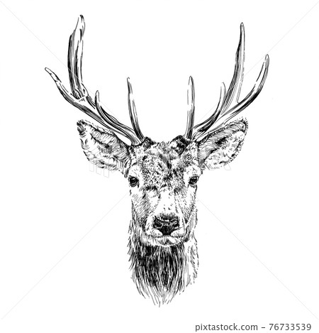 Hand drawn deer, sketch graphics monochrome illustration 76733539