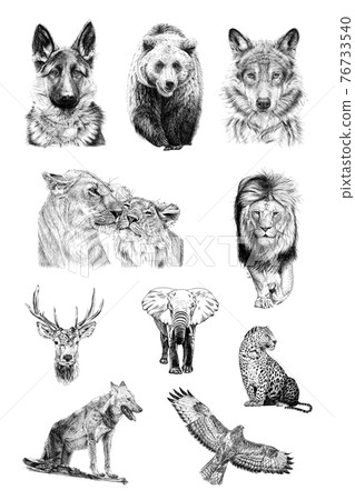 Set of ten animals, hand drawn illustrations Set of ten animals, hand drawn illustrations 76733540