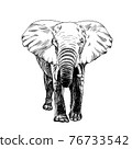 Hand drawn elephant, sketch graphics monochrome illustration 76733542
