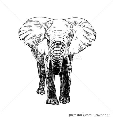 Hand drawn elephant, sketch graphics monochrome illustration 76733542