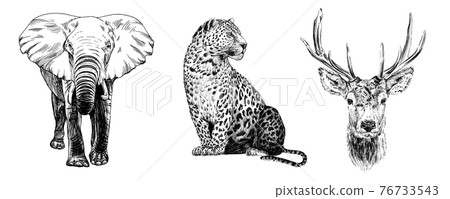 Hand drawn leopard, sketch graphics monochrome illustration on white background Hand drawn leopard, sketch graphics monochrome illustration on white background 76733543