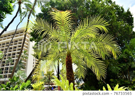 Holidays in Hawaii 76733565