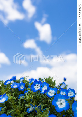 Co-starring Nemophila and Sora Ao Co-starring Nemophila and Sora Ao 76733680