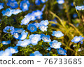 Nemophila 76733685