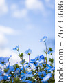 Nemophila blooming towards the sun 76733686