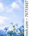 Nemophila blooming towards the sun 76733687