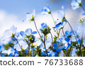 Nemophila blooming towards the sun 76733688