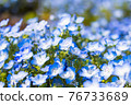 Nemophila 76733689