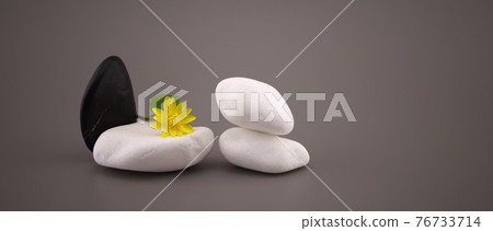 Black and white stones and yellow spring flower 76733714