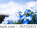 Nemophila, a fluffy blue flower 76733915