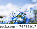 Nemophila, a fluffy blue flower 76733917