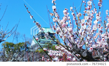 大阪大阪城公園梅林 大阪大阪城公園梅林 76734821