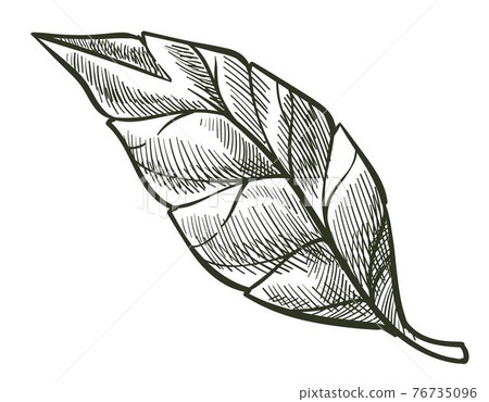 Foliage of shrubs, botanic leaves of vegetation Foliage of shrubs, botanic leaves of vegetation 76735096