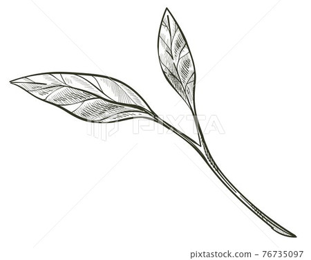 Branch with leaves, foliage on twig monochrome Branch with leaves, foliage on twig monochrome 76735097