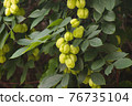Fruit tree Staphylea pinnata 76735104