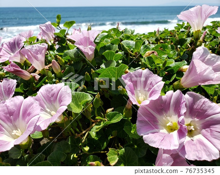 Beach daytime and sea blooming on the coast of Chigasaki City, Kanagawa Prefecture [May] 76735345