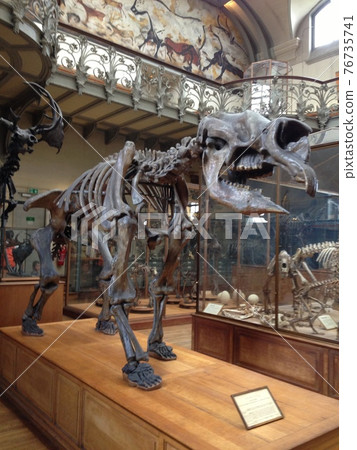 Museum with dinosaur specimens 76735741