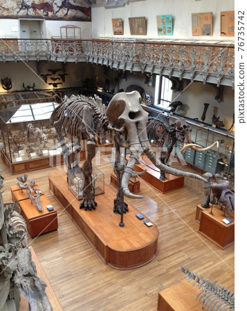 Museum with mammoth specimens 76735742