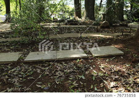 Tree burial Tree burial 76735858