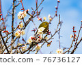 Plum and Japanese white-eye (Japanese white-eye) 76736127