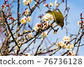 Plum and Japanese white-eye (Japanese white-eye) 76736128