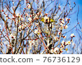 Plum and Japanese white-eye (Japanese white-eye) 76736129