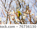 Plum and Japanese white-eye (Japanese white-eye) 76736130