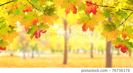 Maple leaves on sunny beautiful nature autumn background Maple leaves on sunny beautiful nature autumn background 76736178