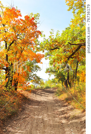 Road in autumn forest Road in autumn forest 76736179