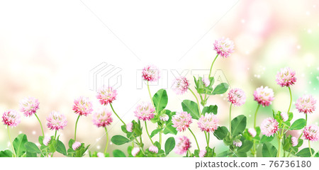 Wild red clover (Trifolium pratense) on sunny nature spring background Wild red clover (Trifolium pratense) on sunny nature spring background 76736180