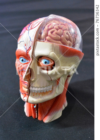 人頭的現實模型 76736342